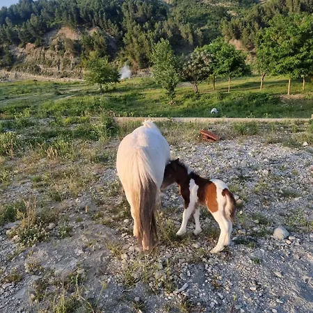 ヴィラ Sancho Farm Albania *