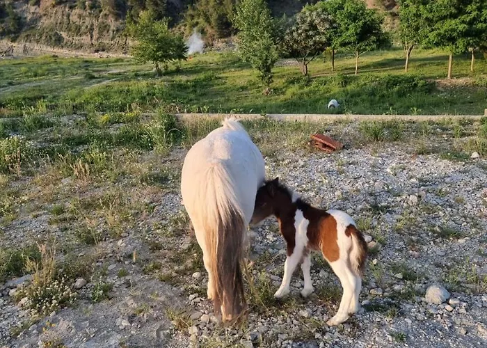 别墅 Sancho Farm Albania *